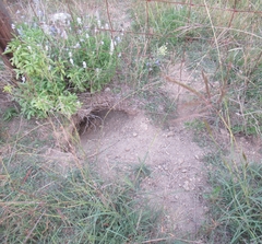 Dasypus novemcinctus