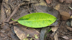 Ficus insipida