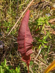 Rumex britannica