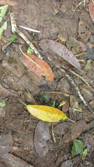 Ficus insipida