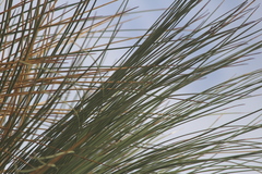 Dasylirion longissimum