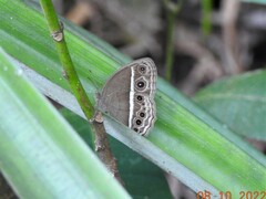 Mycalesis mineus