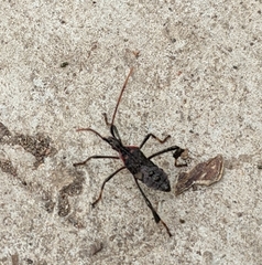 Acanthocephala terminalis