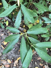 Rhododendron maximum