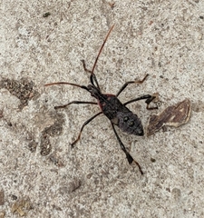 Acanthocephala terminalis