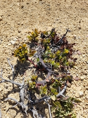 Arctostaphylos catalinae