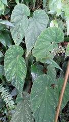 Begonia lukuana
