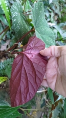 Begonia lukuana
