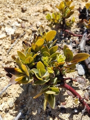 Arctostaphylos catalinae