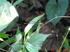 Ceriagrion cerinorubellum