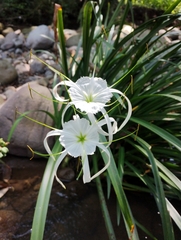 Hymenocallis acutifolia