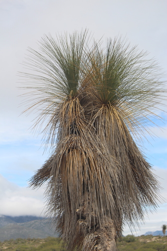 Dasylirion longissimum (Dasylirion longissimum)