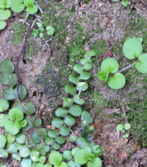 Blechnum blechnoides