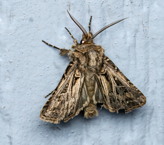 Agrotis gladiaria
