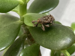 Orthorhinus