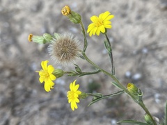 Chrysopsidinae