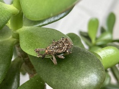 Orthorhinus