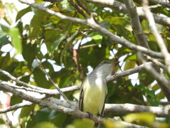 Myiarchus