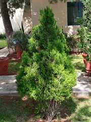 Cupressus sempervirens