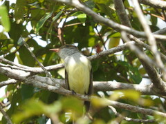Myiarchus