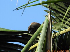 Dendrocitta vagabunda