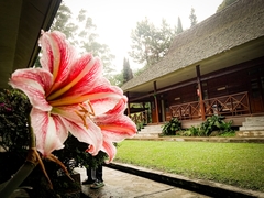Hippeastrum reticulatum