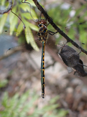 Hemicordulia australiae