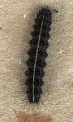 Virbia aurantiaca