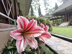 Hippeastrum reticulatum