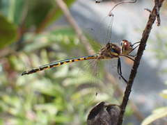 Hemicordulia australiae