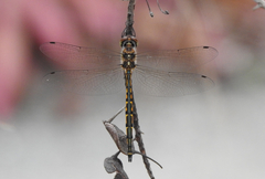 Hemicordulia australiae