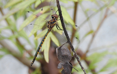 Hemicordulia australiae