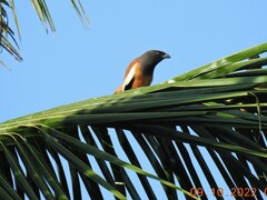 Dendrocitta vagabunda