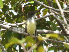 Myiarchus