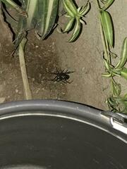 Latrodectus hesperus