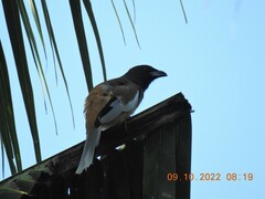 Dendrocitta vagabunda