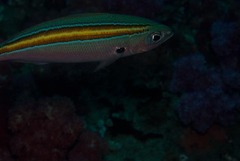 Caesio xanthalytos