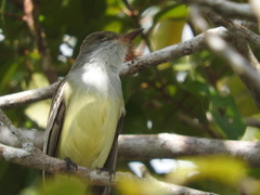 Myiarchus
