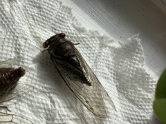 Megatibicen resonans