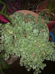 Crossostephium chinense