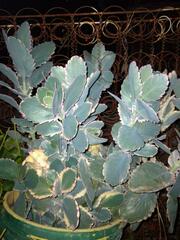 Kalanchoe fedtschenkoi