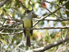 Myiarchus