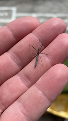 Reduviidae