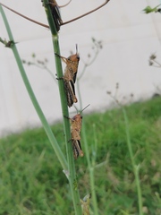 Melanoplus differentialis