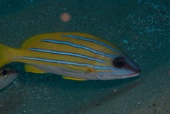 Lutjanus kasmira