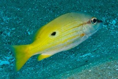 Lutjanus fulviflamma