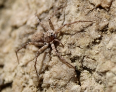 Pardosa