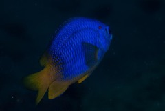 Pomacentrus caeruleus