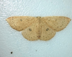 Cyclophora