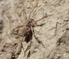 Pardosa